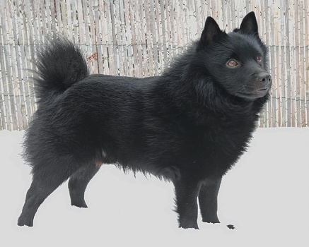 Buddy Aster Bohemica-foto 1